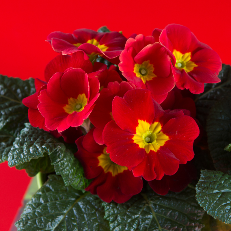 Polyanthus Scarlet, 10.5cm Ready to Plant in Your Garden