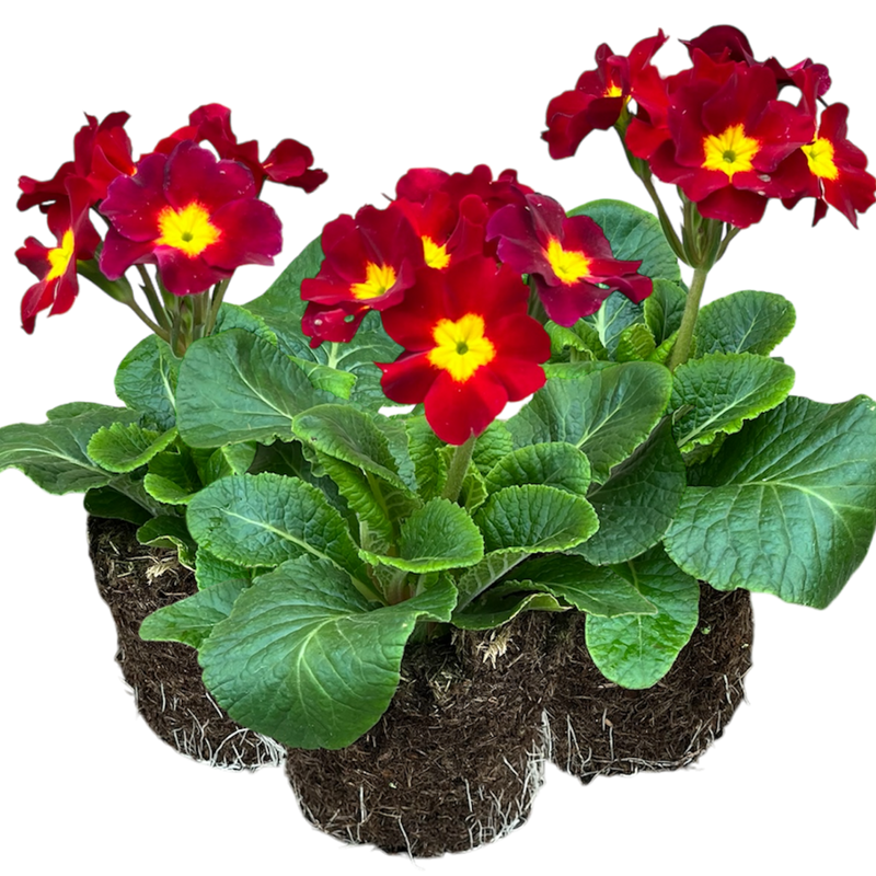 Polyanthus Scarlet, 10.5cm Ready to Plant in Your Garden