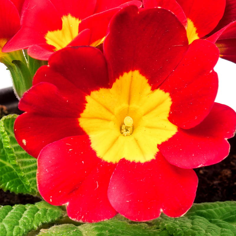 Polyanthus Scarlet, 10.5cm Ready to Plant in Your Garden