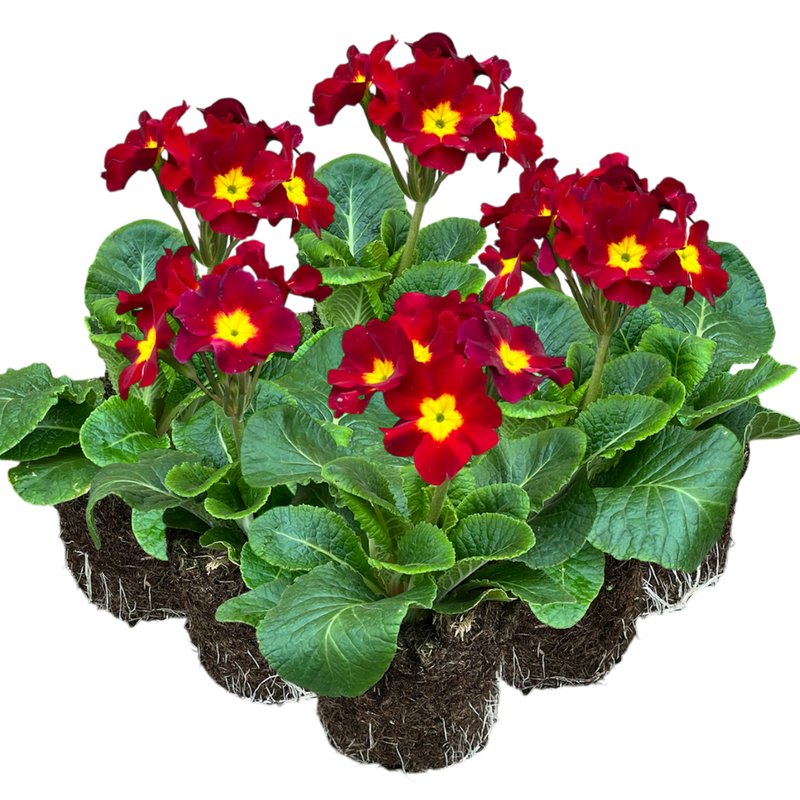 Polyanthus Scarlet, 10.5cm Ready to Plant in Your Garden