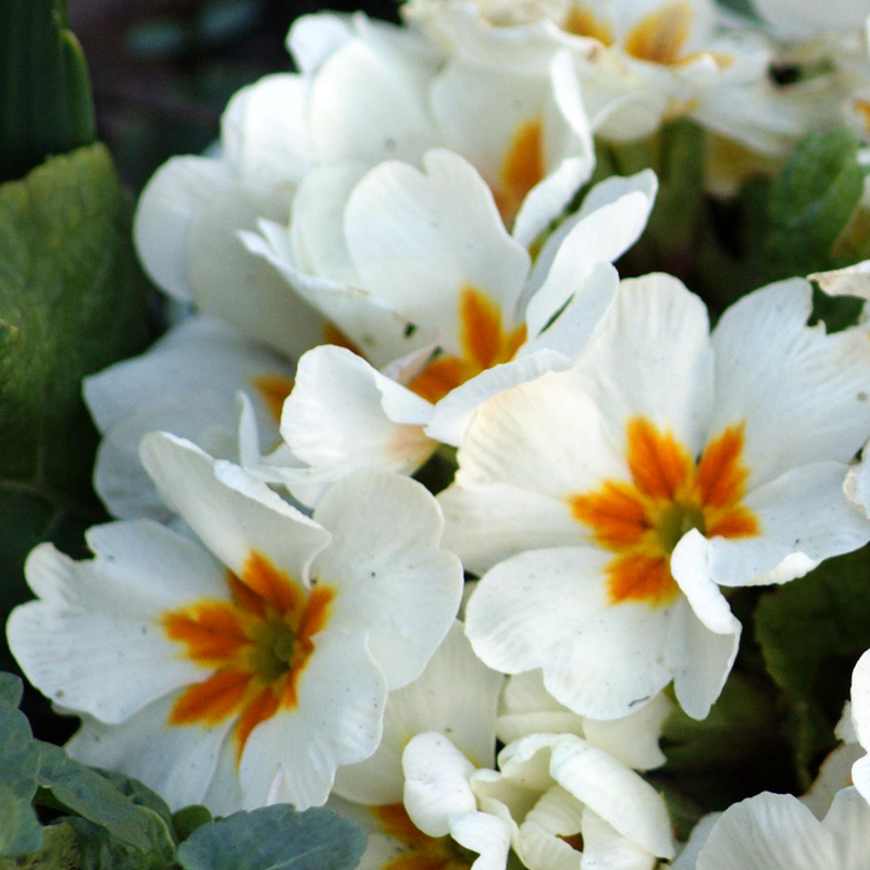 Polyanthus White, 10.5cm Ready to Plant in Your Garden
