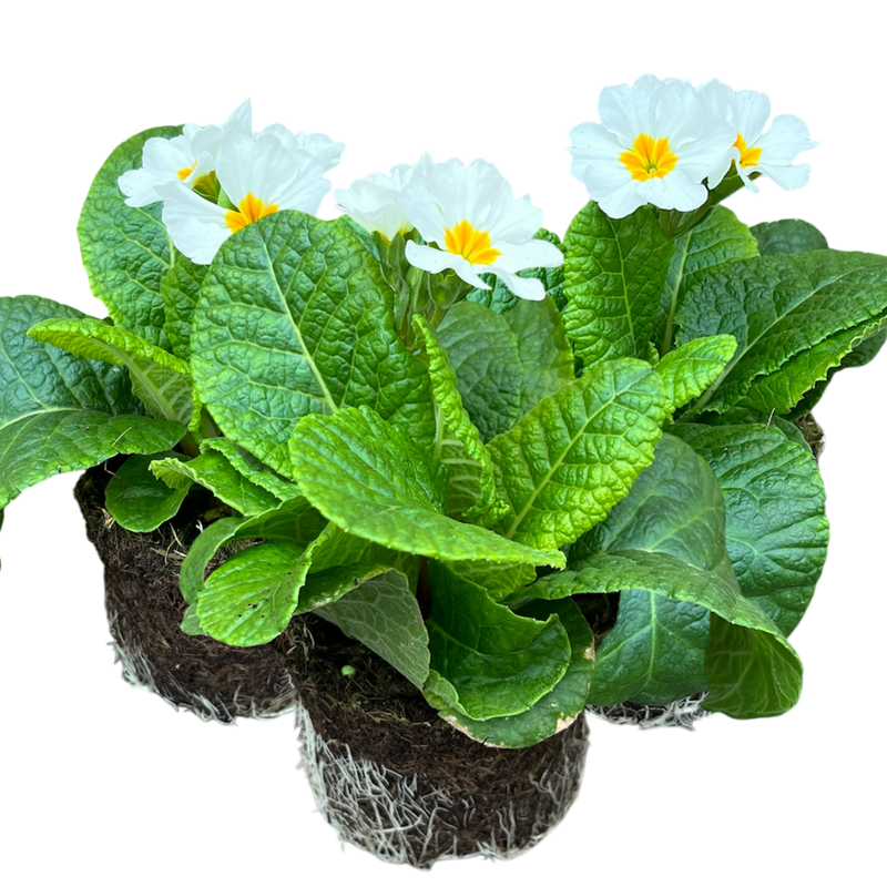 Polyanthus White, 10.5cm Ready to Plant in Your Garden