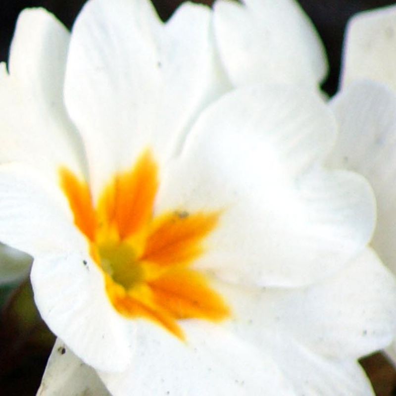 Polyanthus White, 10.5cm Ready to Plant in Your Garden