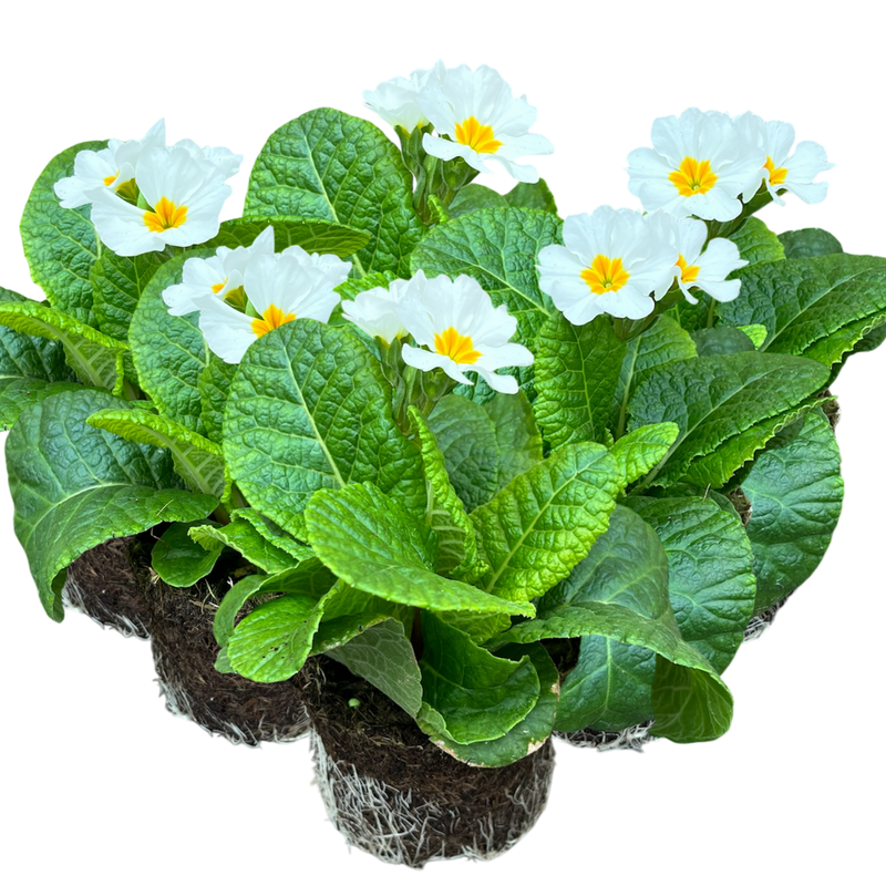 Polyanthus White, 10.5cm Ready to Plant in Your Garden