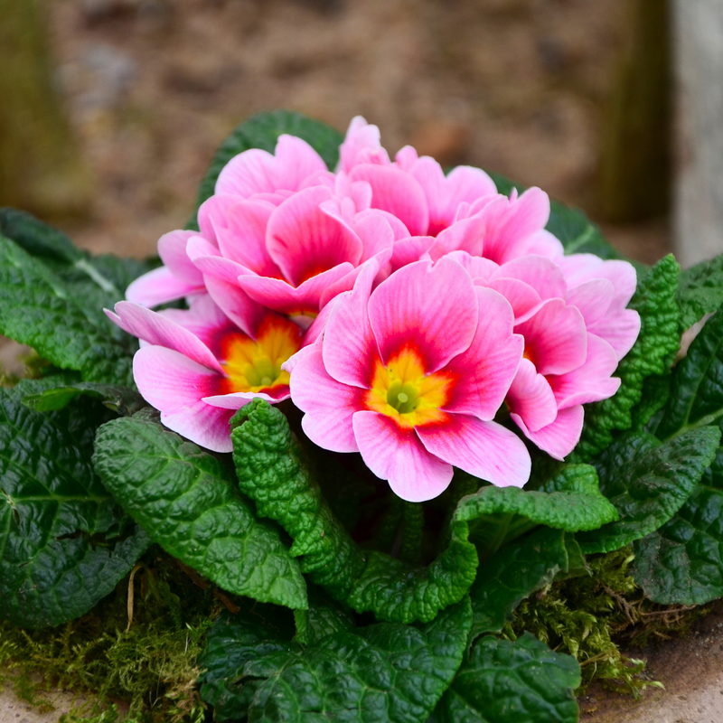 Primrose Appleblossom, 10.5cm Ready to Plant in Your Garden, Peat Free