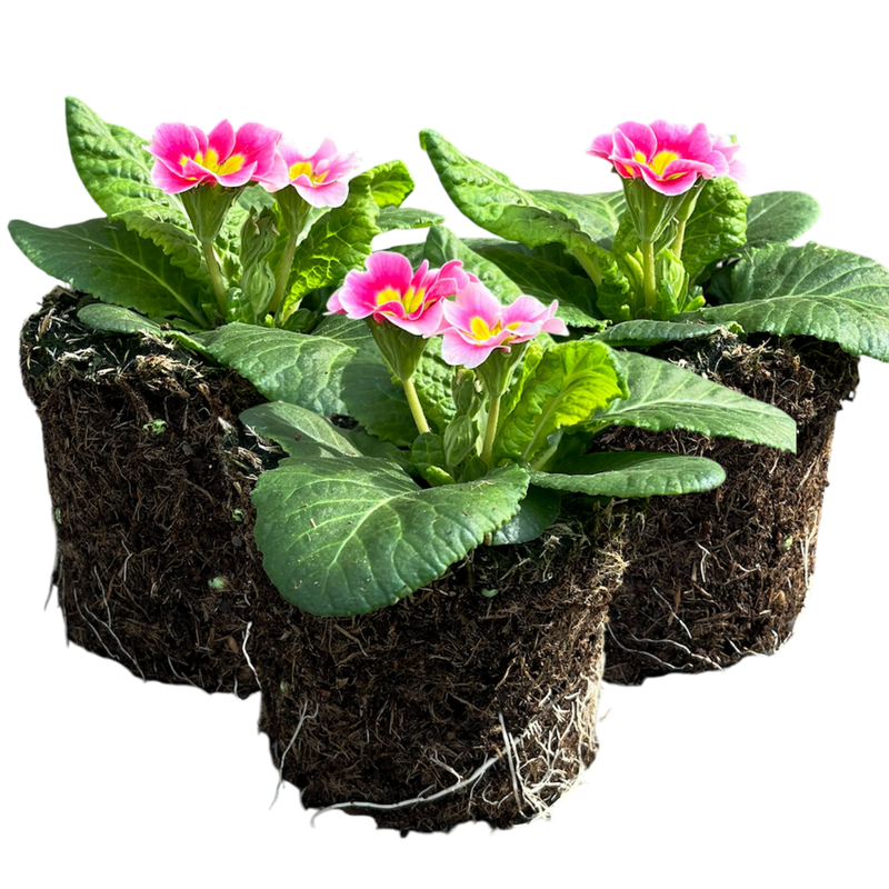 Primrose Appleblossom, 10.5cm Ready to Plant in Your Garden, Peat Free