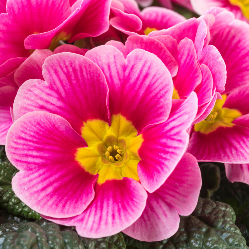 Primrose Appleblossom, 10.5cm Ready to Plant in Your Garden, Peat Free