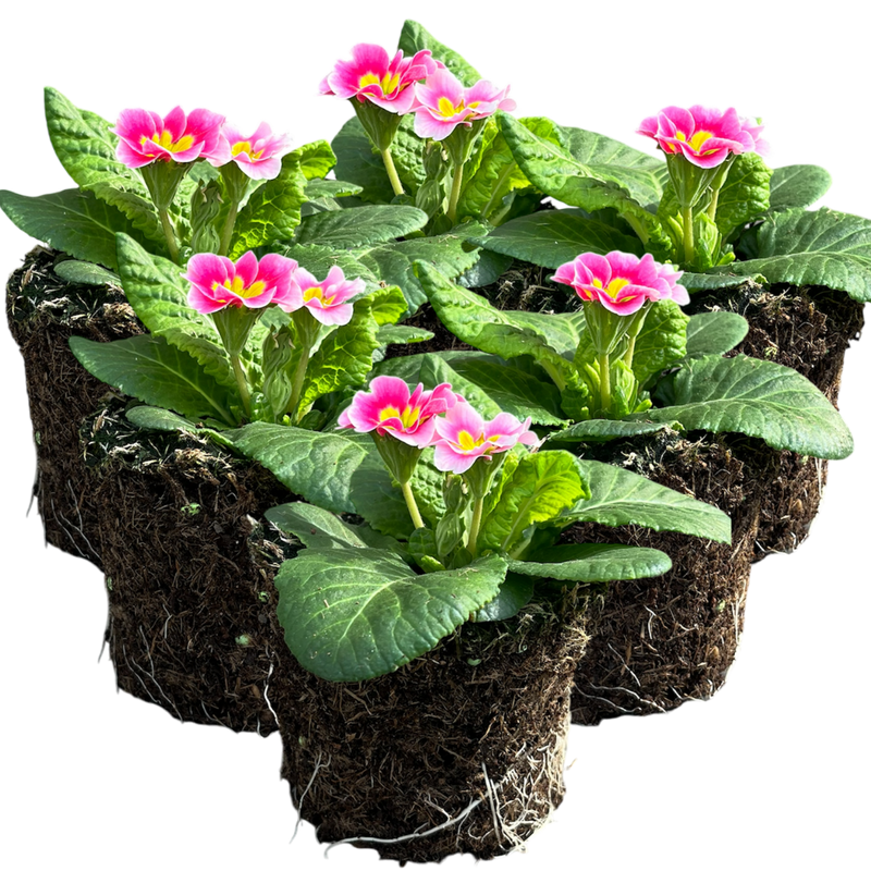 Primrose Appleblossom, 10.5cm Ready to Plant in Your Garden, Peat Free