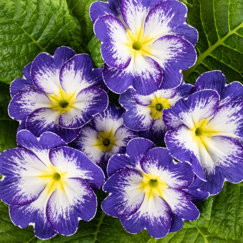Primrose Blue Bicolour, 10.5cm Ready to Plant in Your Garden