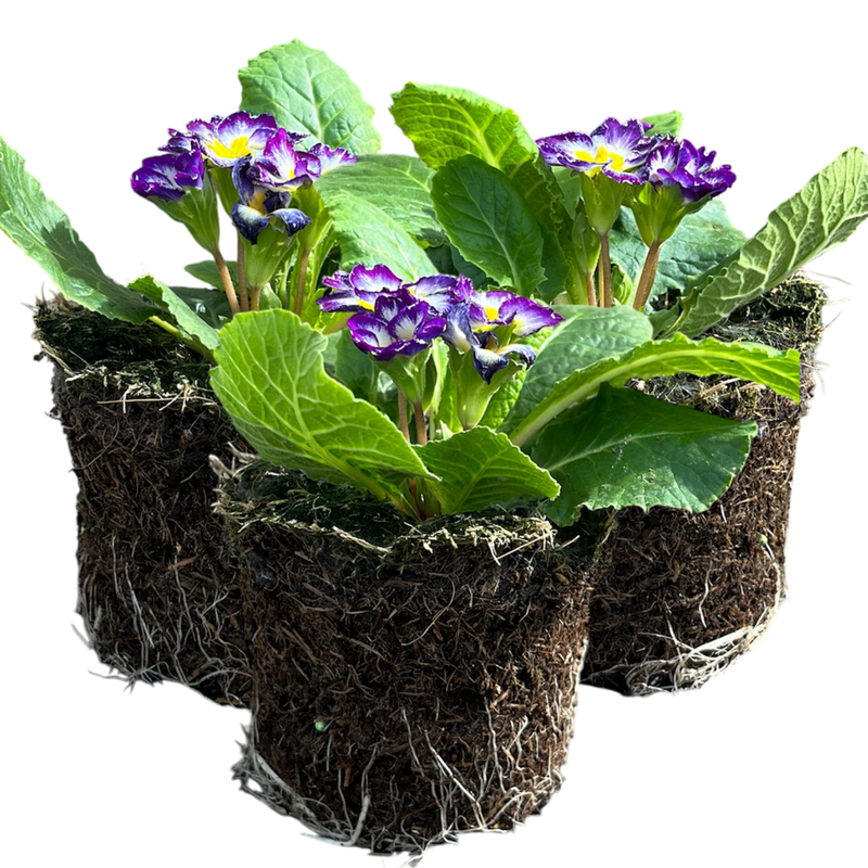 Primrose Blue Bicolour, 10.5cm Ready to Plant in Your Garden