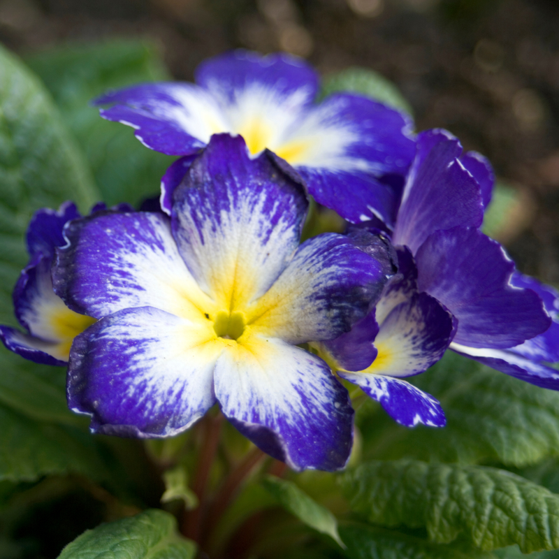 Primrose Blue Bicolour, 10.5cm Ready to Plant in Your Garden