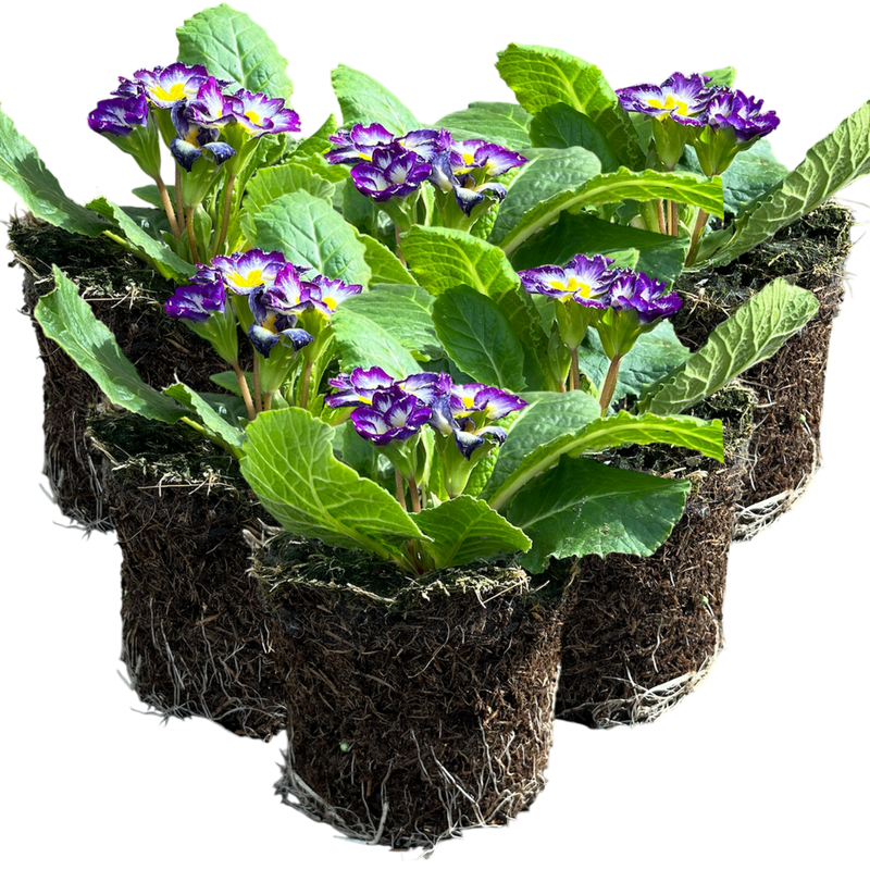 Primrose Blue Bicolour, 10.5cm Ready to Plant in Your Garden