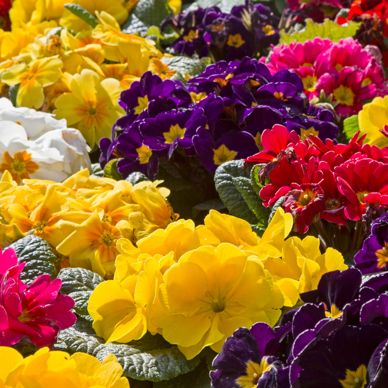 Primrose Growers Selection, 10.5cm Ready to Plant in Your Garden