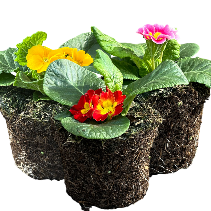 Primrose Growers Selection, 10.5cm Ready to Plant in Your Garden