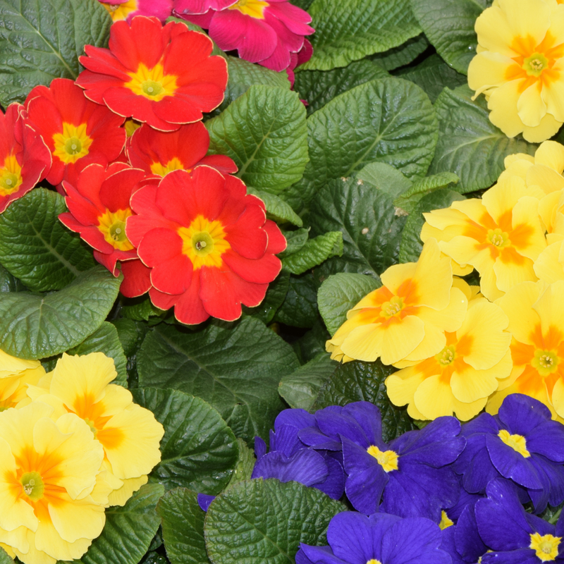 Primrose Growers Selection, 10.5cm Ready to Plant in Your Garden