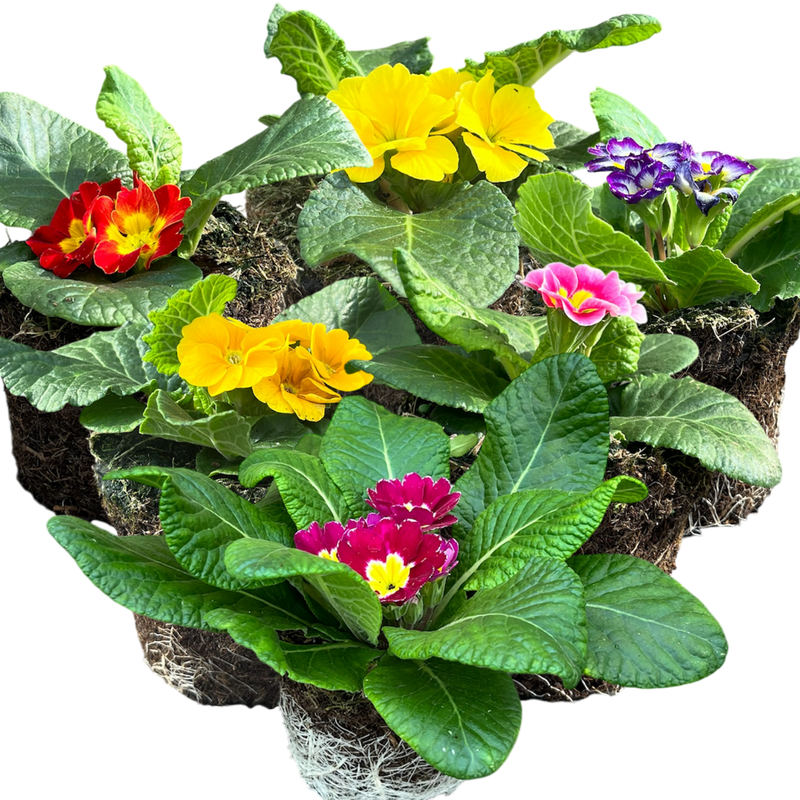 Primrose Growers Selection, 10.5cm Ready to Plant in Your Garden