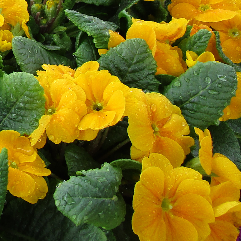 Primrose Orange, 10.5cm Ready to Plant in Your Garden, Peat Free