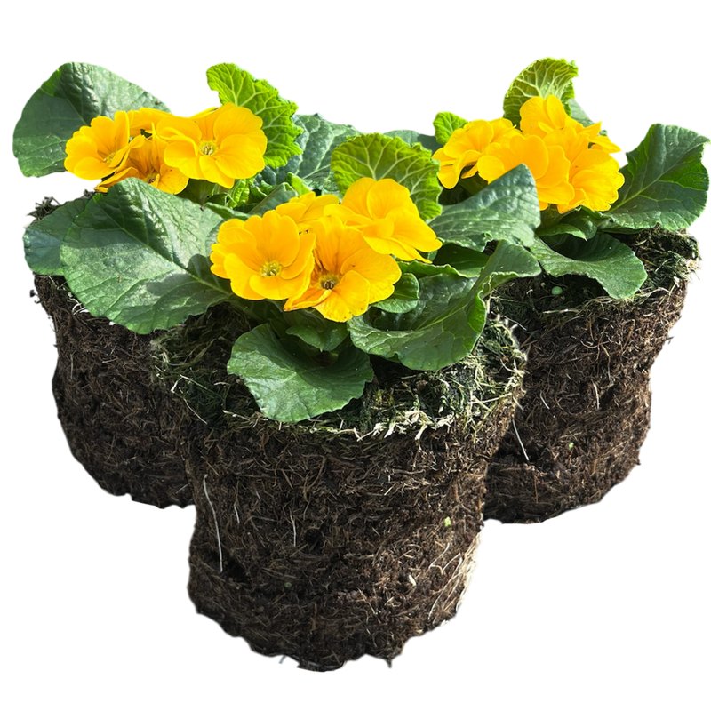 Primrose Orange, 10.5cm Ready to Plant in Your Garden, Peat Free