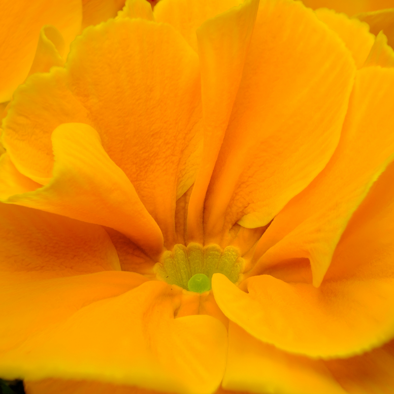 Primrose Orange, 10.5cm Ready to Plant in Your Garden, Peat Free