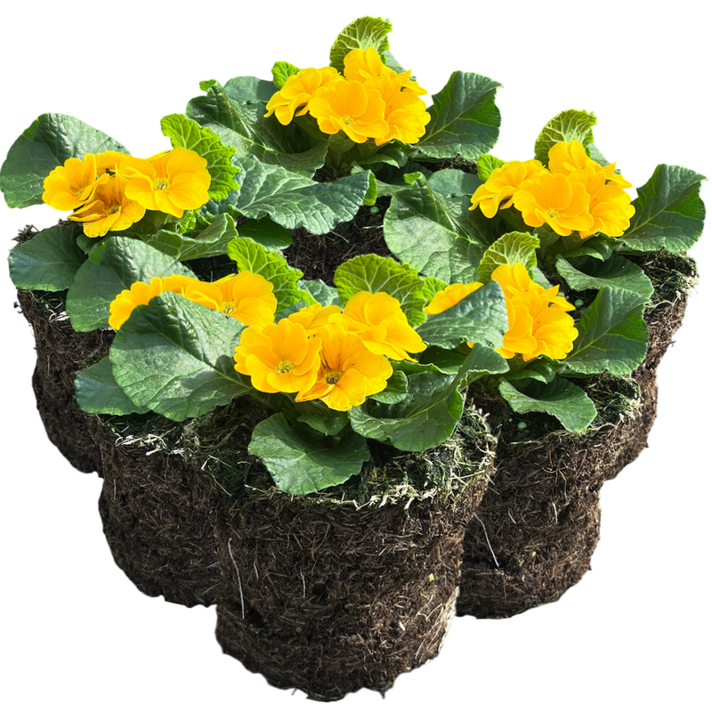 Primrose Orange, 10.5cm Ready to Plant in Your Garden, Peat Free