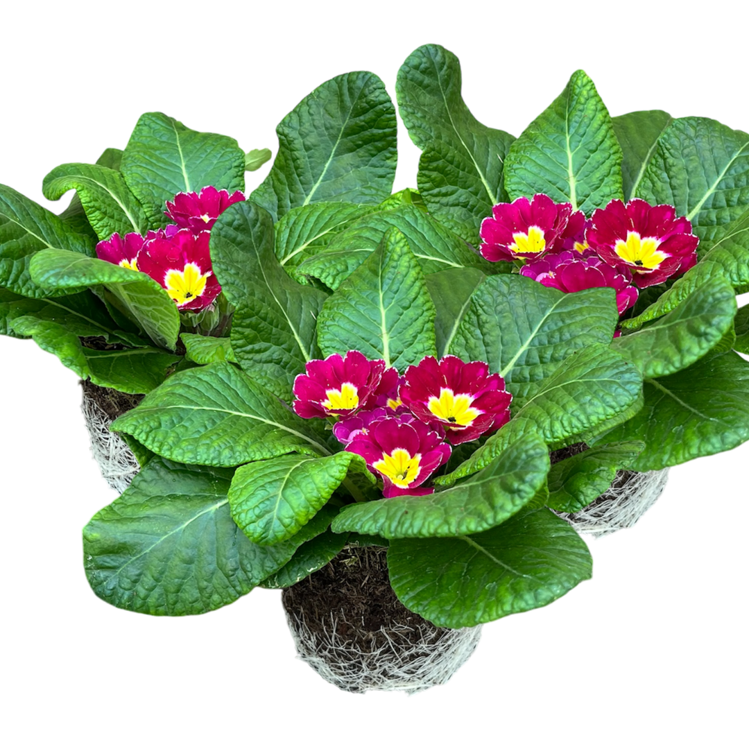 Prim Purple Primrose Purple, 10.5cm Ready to Plant in Your Garden, Peat Free – Hope ...