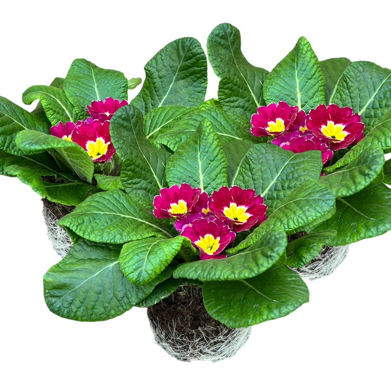 Primrose Purple, 10.5cm Ready to Plant in Your Garden, Peat Free