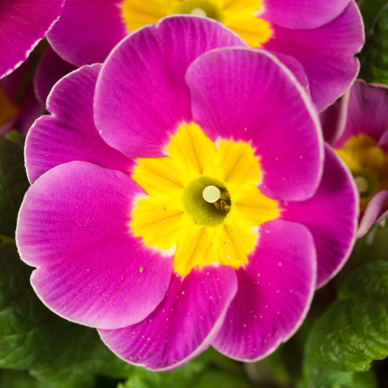 Primrose Purple, 10.5cm Ready to Plant in Your Garden, Peat Free