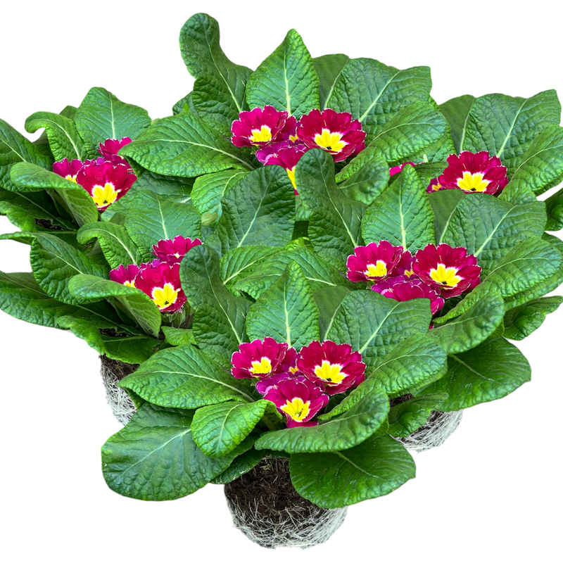 Primrose Purple, 10.5cm Ready to Plant in Your Garden, Peat Free