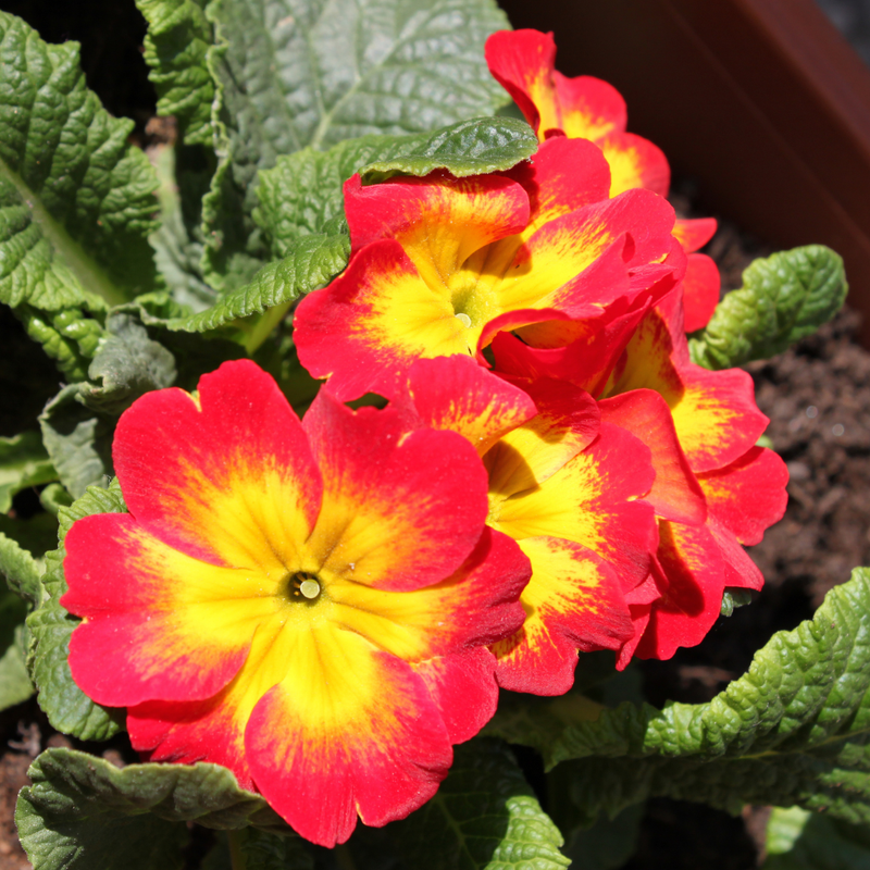 Primrose Red, 10.5cm Ready to Plant in Your Garden, Peat Free