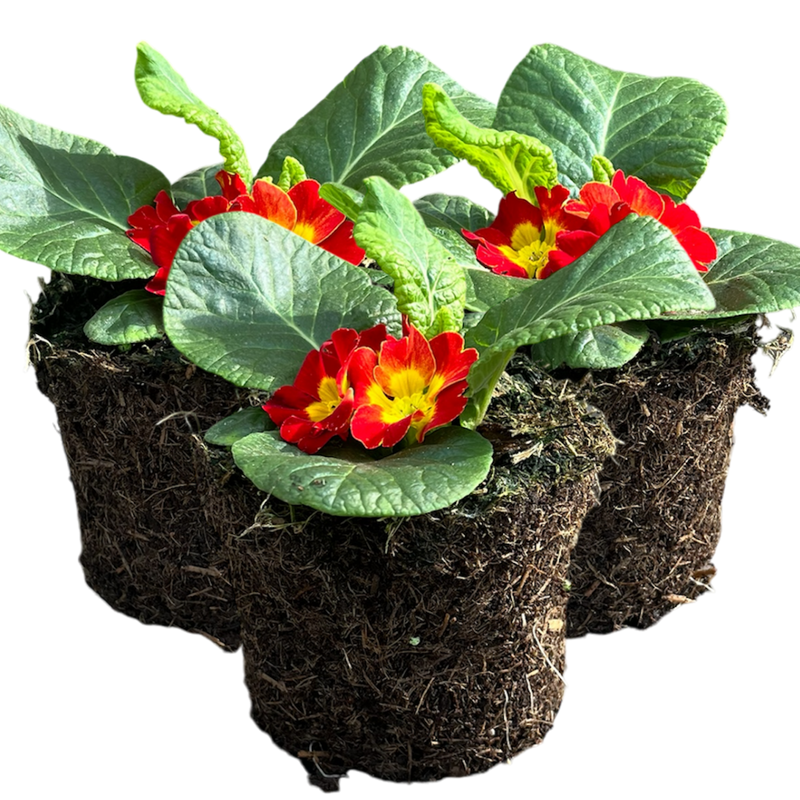 Primrose Red, 10.5cm Ready to Plant in Your Garden, Peat Free