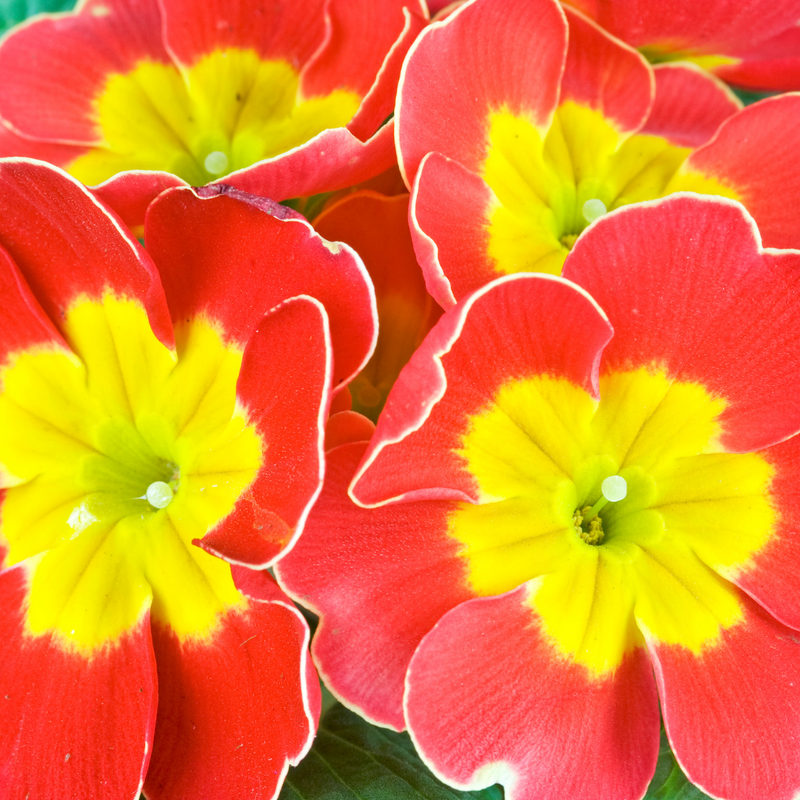 Primrose Red, 10.5cm Ready to Plant in Your Garden, Peat Free