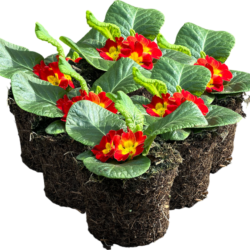 Primrose Red, 10.5cm Ready to Plant in Your Garden, Peat Free