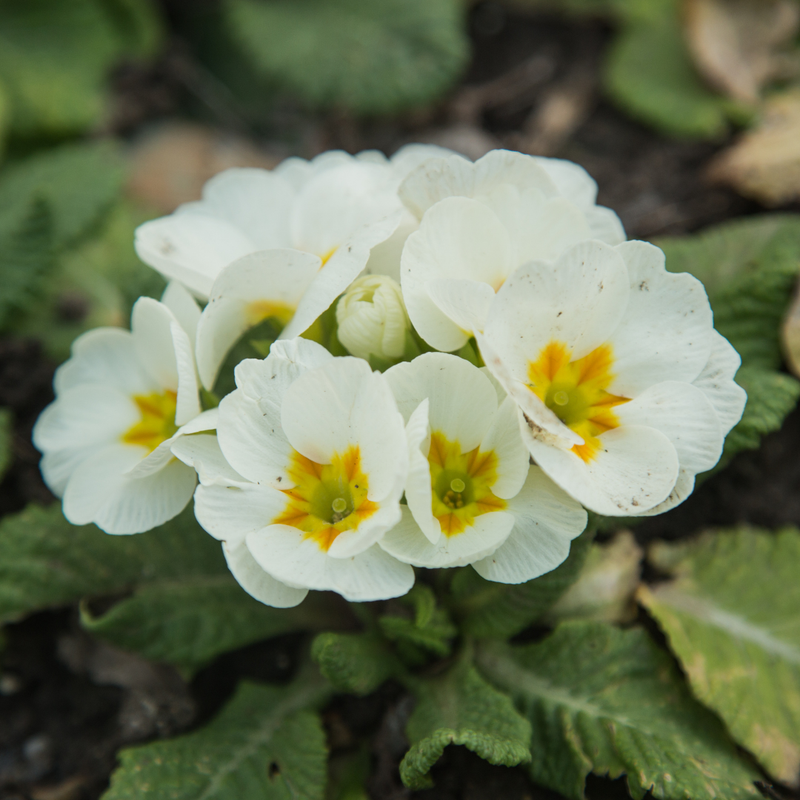 Primrose White, 10.5cm Ready to Plant in Your Garden, Peat Free