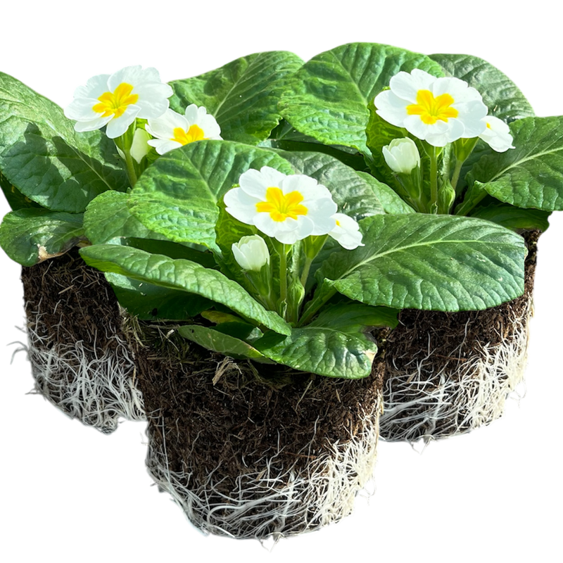 Primrose White, 10.5cm Ready to Plant in Your Garden, Peat Free