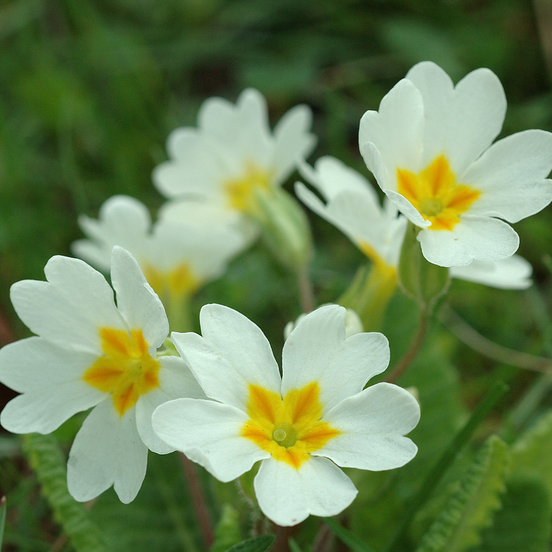 Primrose White, 10.5cm Ready to Plant in Your Garden, Peat Free