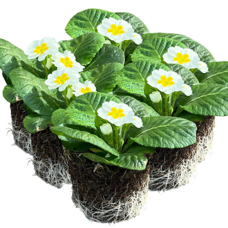 Primrose White, 10.5cm Ready to Plant in Your Garden, Peat Free