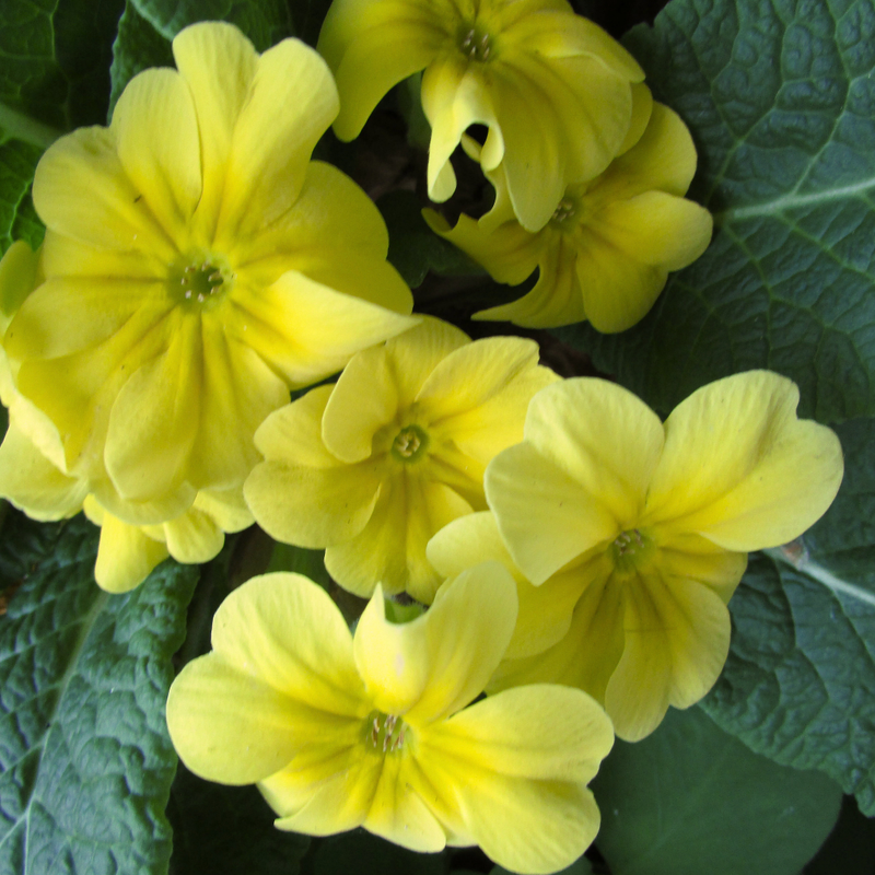 Primrose Yellow, 10.5cm Ready to Plant in Your Garden, Peat Free