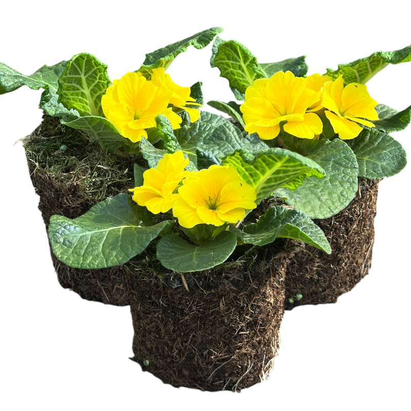 Primrose Yellow, 10.5cm Ready to Plant in Your Garden, Peat Free