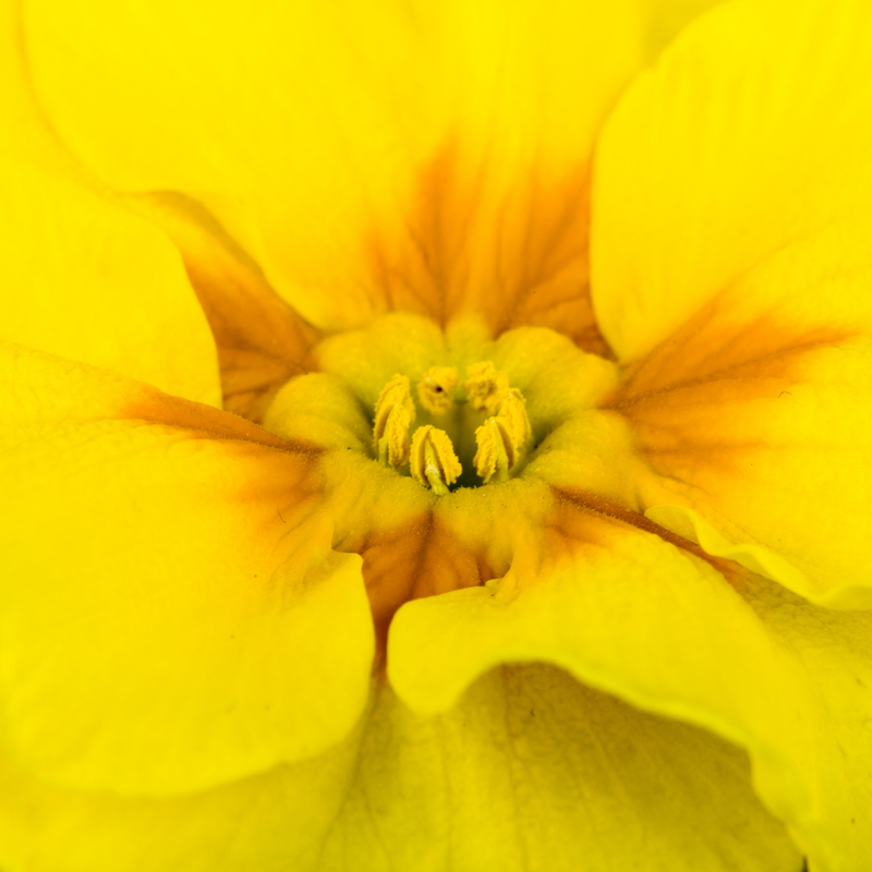 Primrose Yellow, 10.5cm Ready to Plant in Your Garden, Peat Free