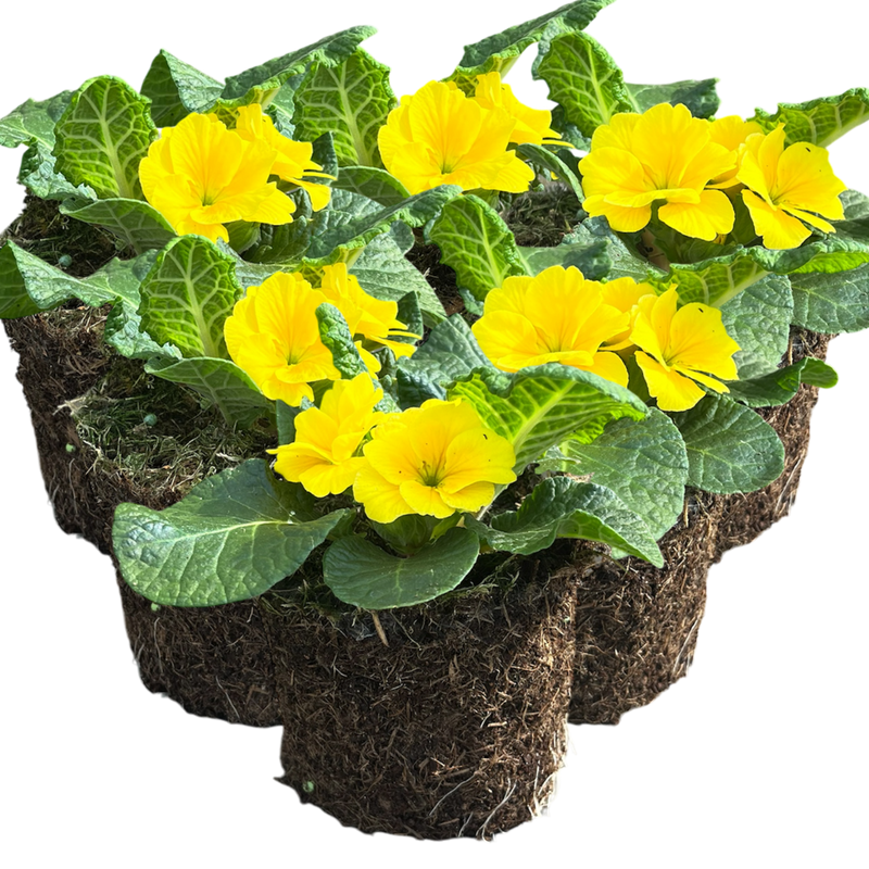Primrose Yellow, 10.5cm Ready to Plant in Your Garden, Peat Free