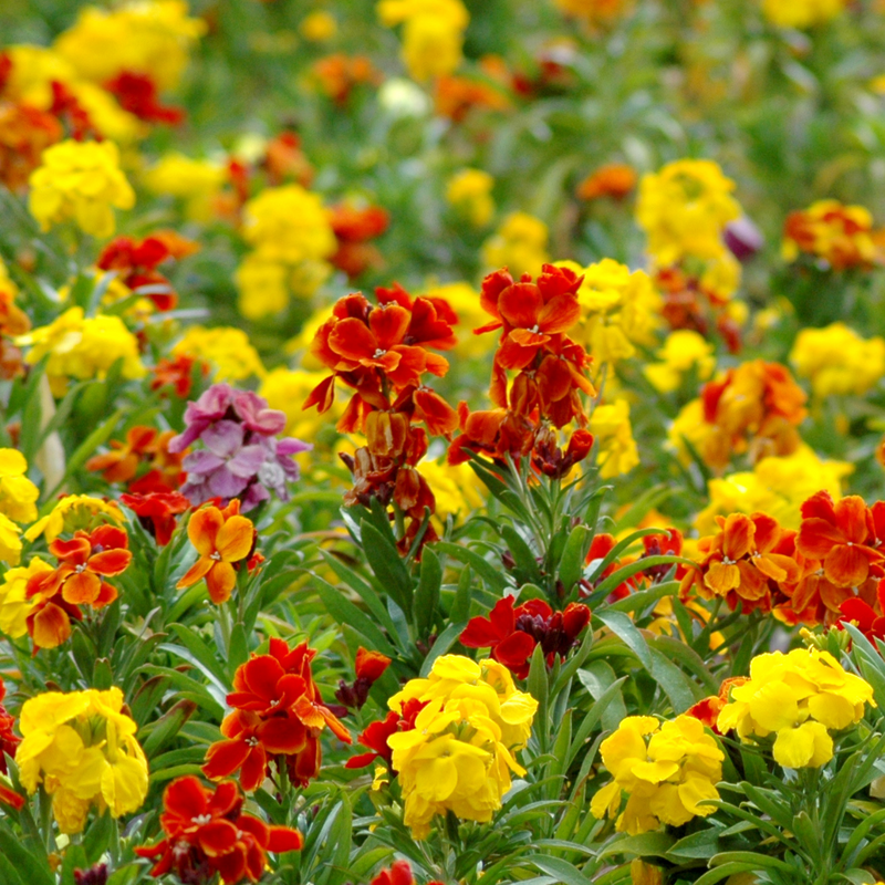 Wallflower - Growers Selection - 10.5cm Ready to Plant