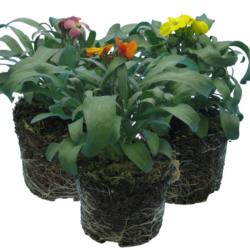 Wallflower - Growers Selection - 10.5cm Ready to Plant