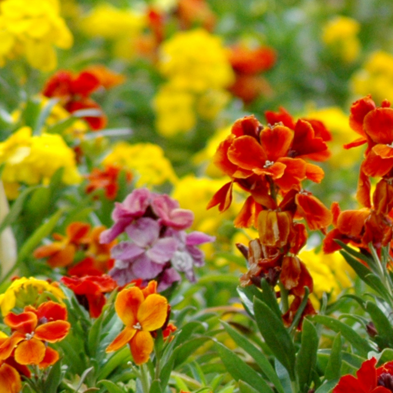 Wallflower - Growers Selection - 10.5cm Ready to Plant