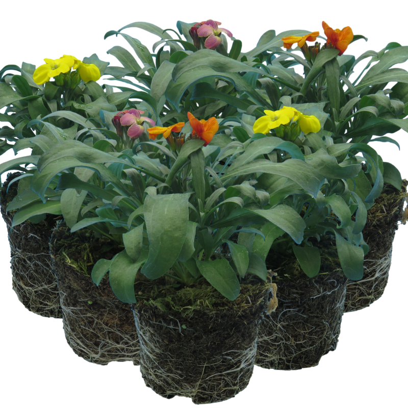 Wallflower - Growers Selection - 10.5cm Ready to Plant
