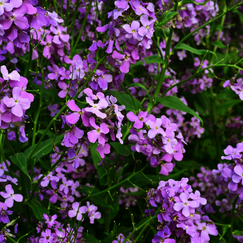 WallFlower Purple Bicolour - Garden Ready 10.5cm Plants