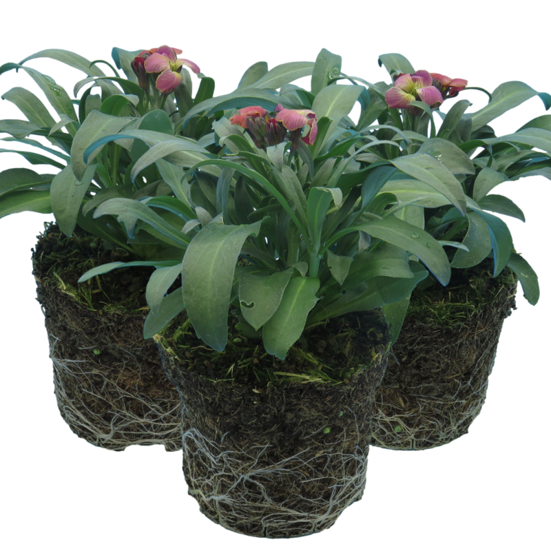 WallFlower Purple Bicolour - Garden Ready 10.5cm Plants