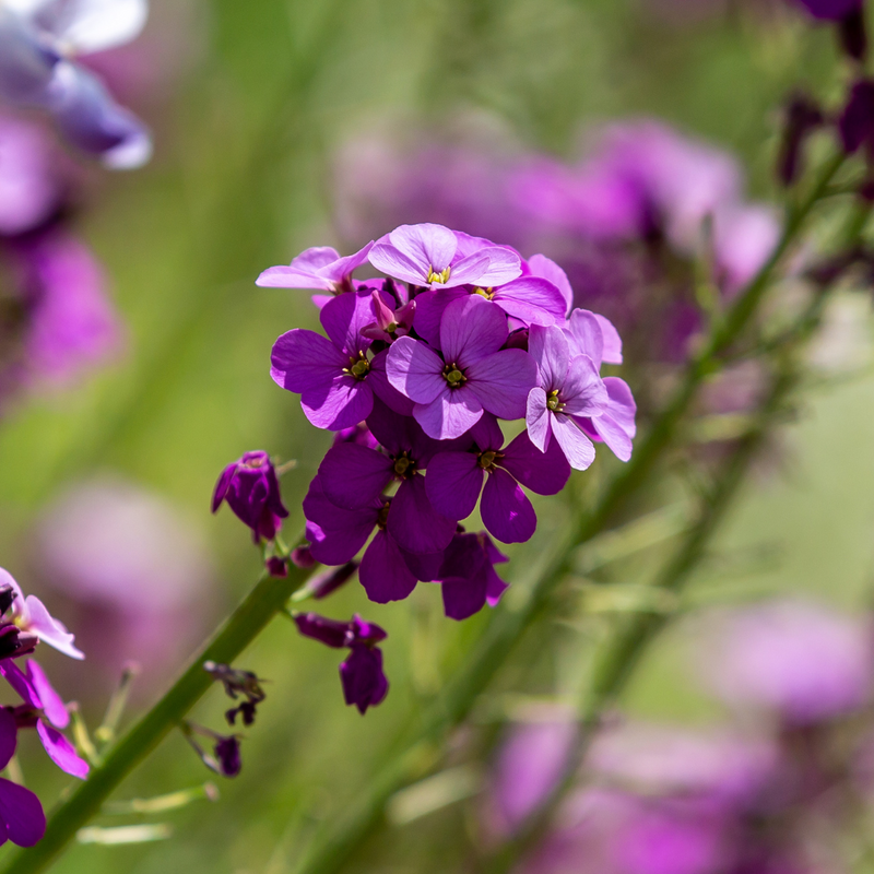WallFlower Purple Bicolour - Garden Ready 10.5cm Plants