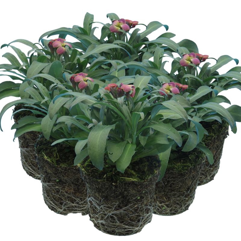 WallFlower Purple Bicolour - Garden Ready 10.5cm Plants