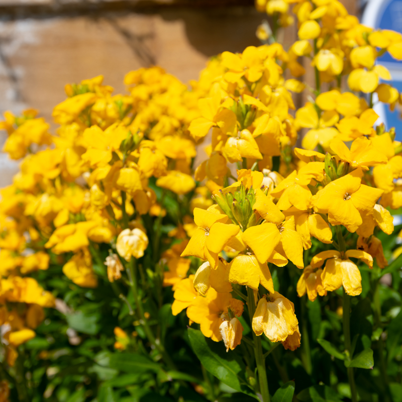 WallFlower Yellow - Garden Ready 10.5cm Plants