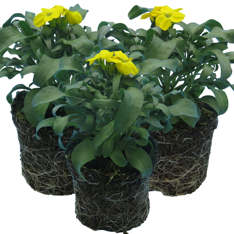WallFlower Yellow - Garden Ready 10.5cm Plants